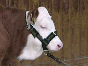 LICOL POUR VEAU VERT ET NOIR